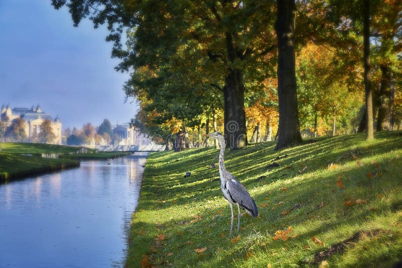 Gray heron is looking for the food in the City of Schwerin, Mecklenburg-Vorpommern, Germany