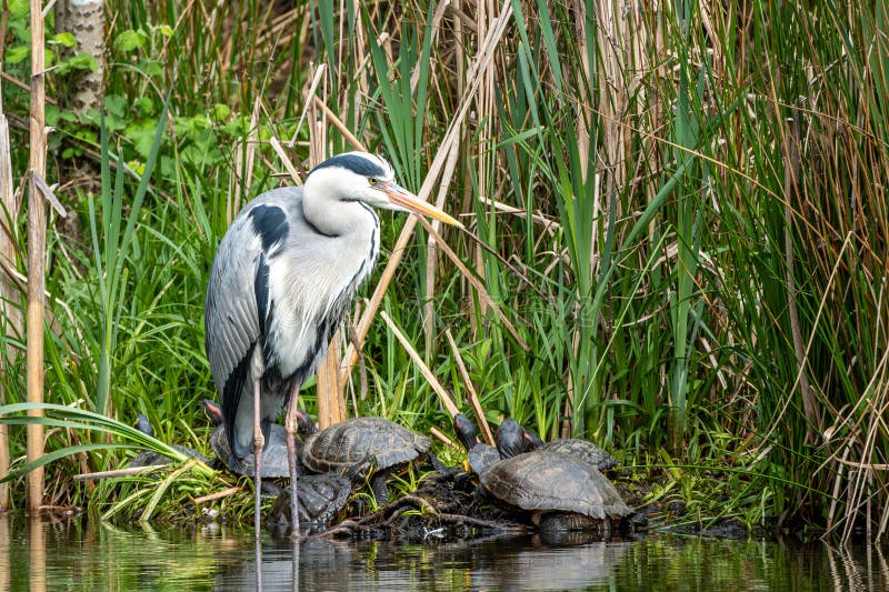 Gray heron and red-cheeked turtles stock photography