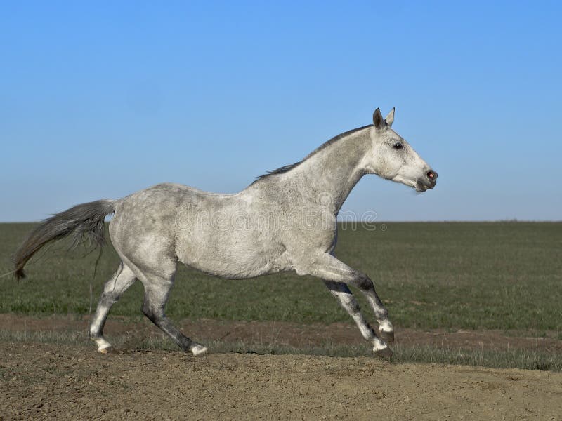 Gray horse stock image. Image of animals, energy, grass 29121061