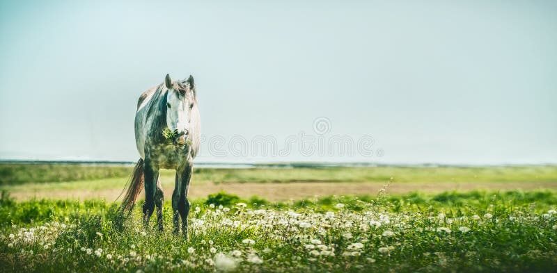 Gray horse with bunch of grass in the mouth. Summer horse grazing