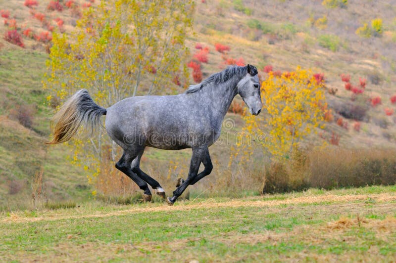 Gray horse galloping in field royalty free stock images