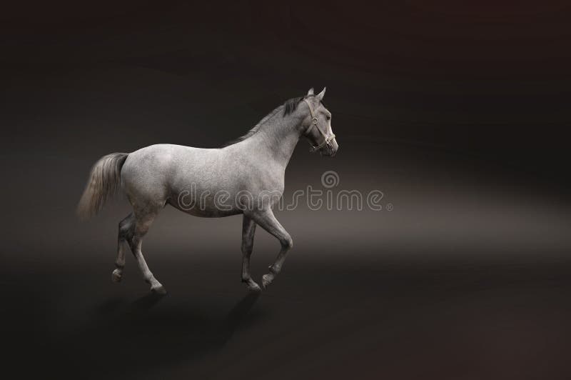 Gray horse isolated on black stock images Gray horse isolated on black stock images