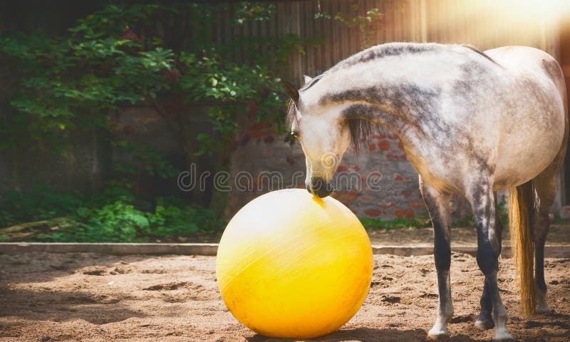 Gray horse looking at big yellow ball