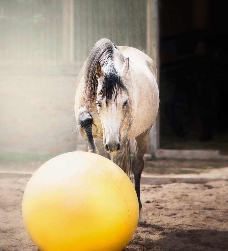 Gray horse play big yellow ball