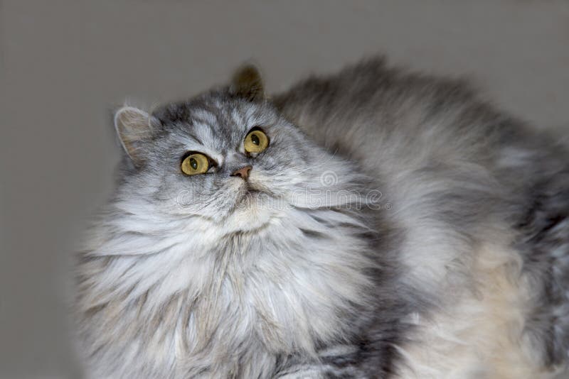 44,600+ Kawaii Cat Stock Photos, Pictures & Royalty-Free Images