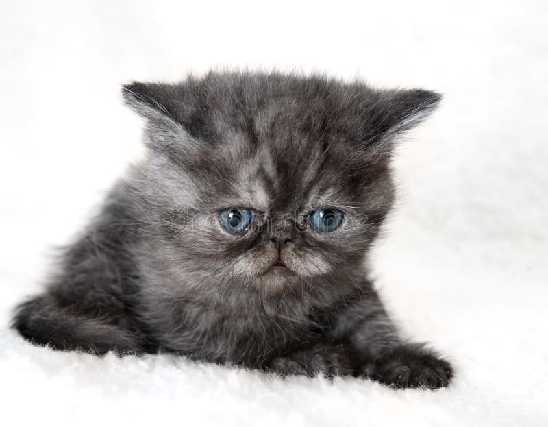 Gray kitten