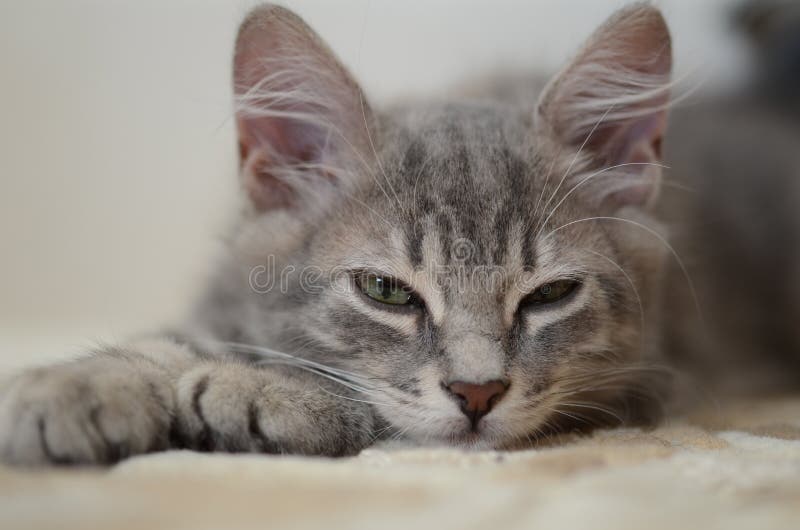 Gray kitten royalty free stock photo