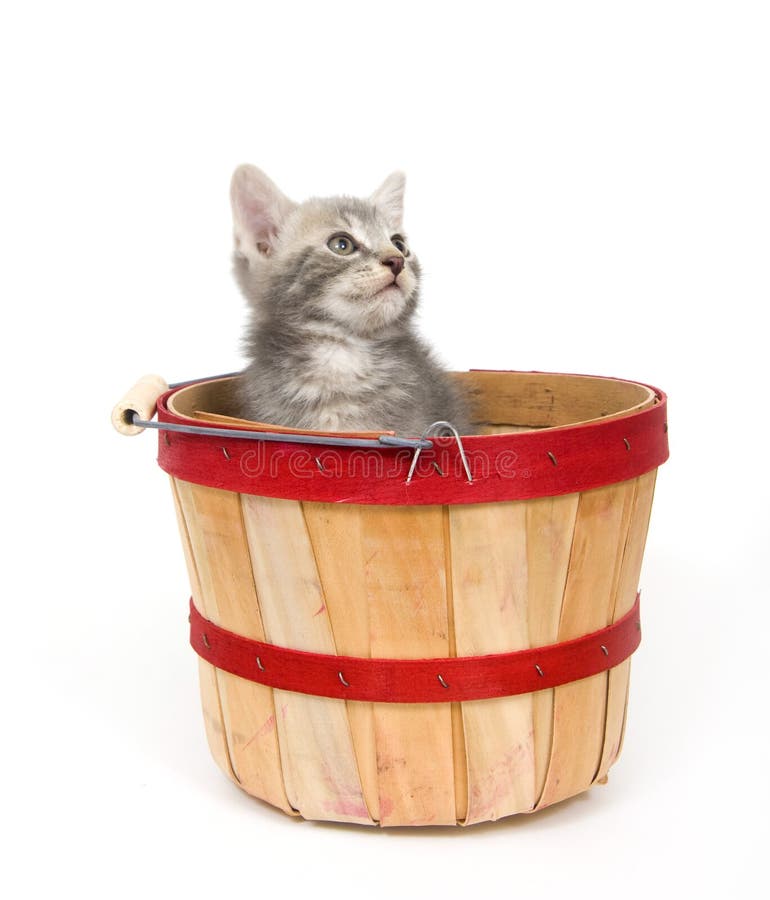 Gray kitten in apple basket