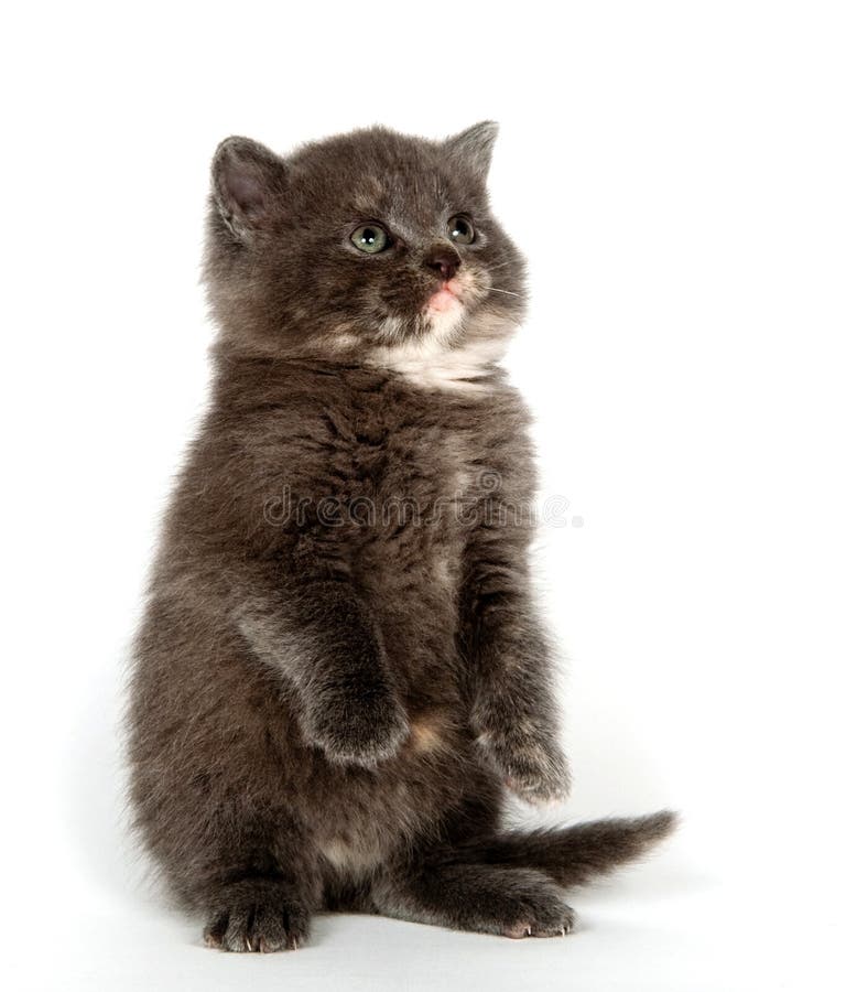 Gray kitten begging