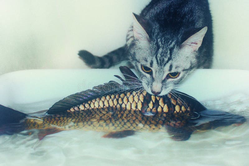 Gray Kitten Hunts Big Fish. Little Cat Trying To Catch Carp. Prey the Predator Can Not Handle Stock Photo - Image of hunger, meadow: 198271626 Gray Kitten Hunts Big Fish. Little Cat Trying To Catch Carp. Prey the Predator Can Not Handle Stock Photo - Image of hunger, meadow: 198271626