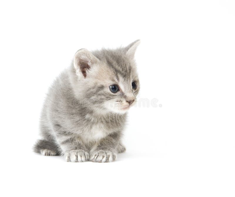 Gray kitten looking up