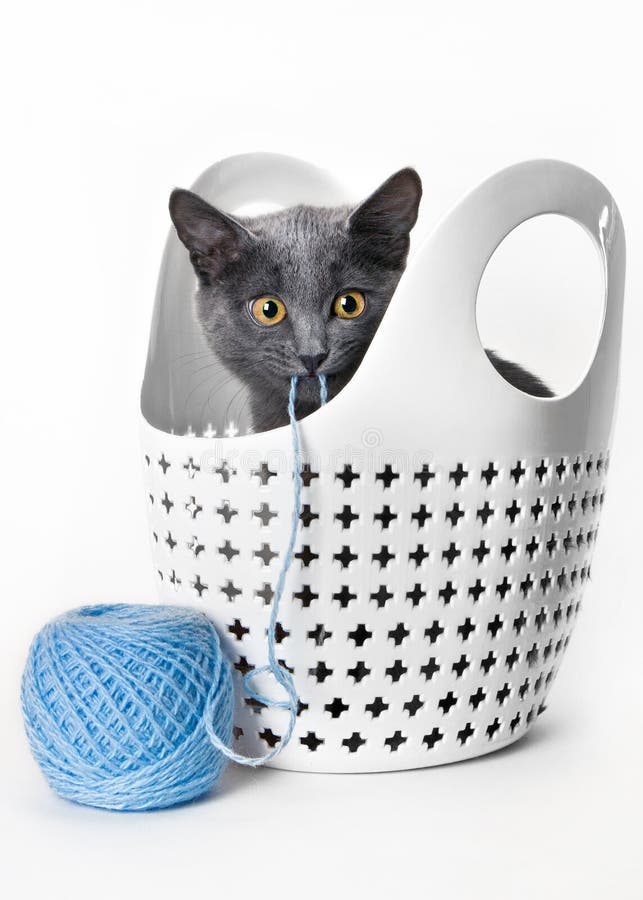 Gray kitten in a plastic basket with a ball of yarn royalty free stock photo Gray kitten in a plastic basket with a ball of yarn royalty free stock photo