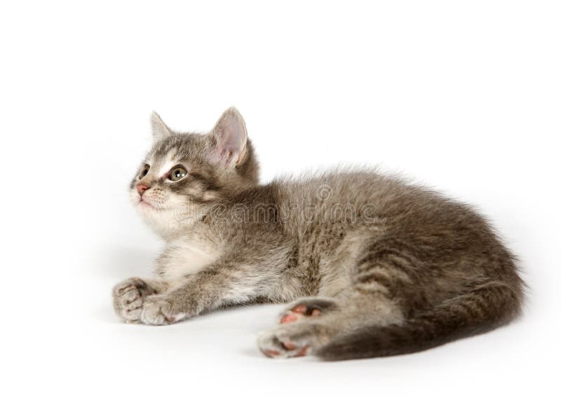 Gray kitten resting