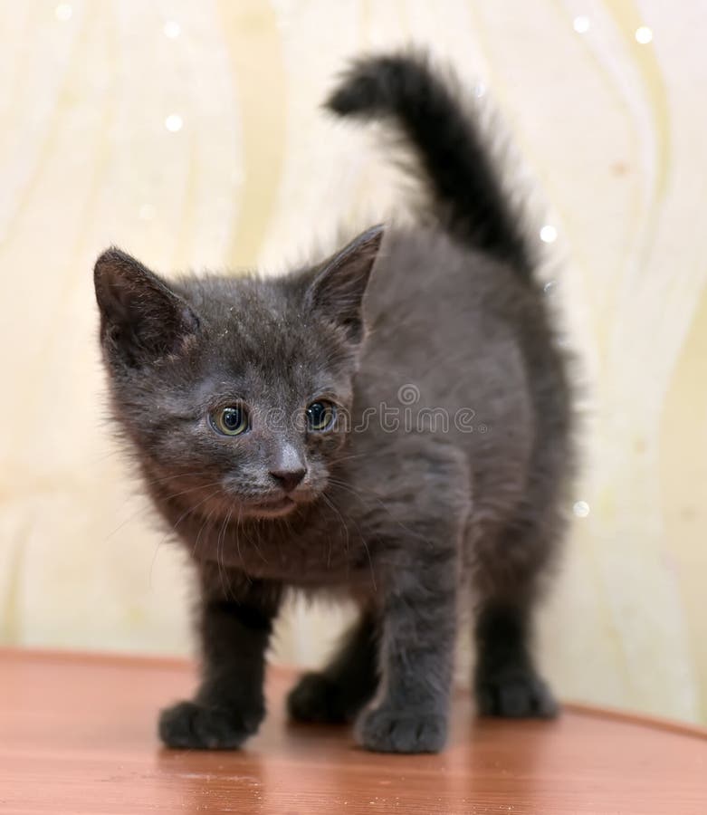 Gray kitten Russian blue stock photo. Image of creature 76698590