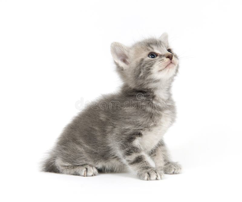 Gray kitten on white