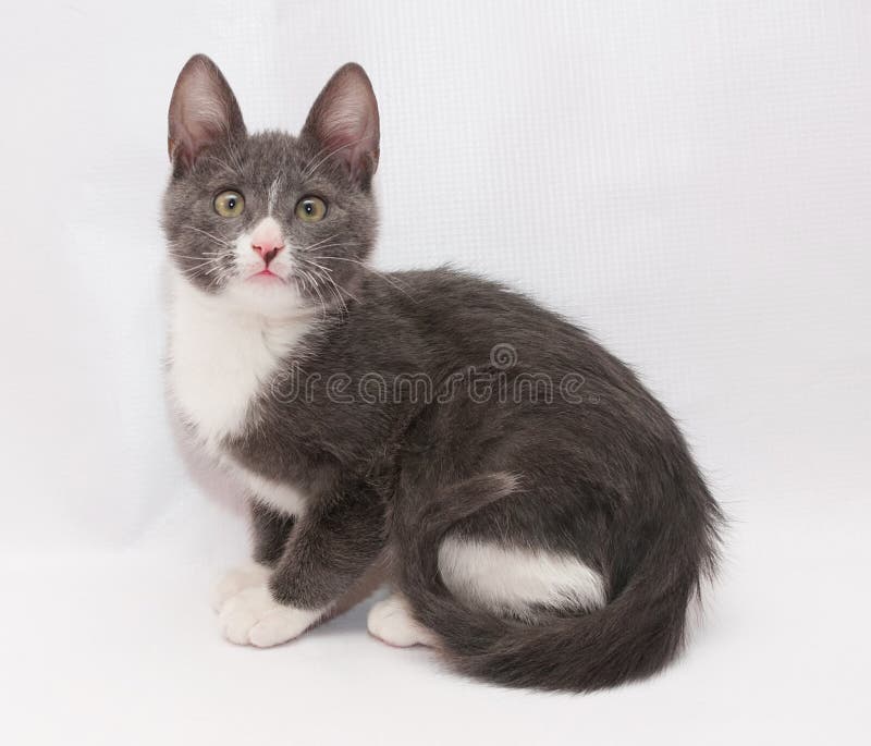 Gray Kitten with White Spots and Yellow Eyes Sitting, Turning Ta Stock