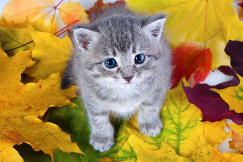 Gray kitty on yellow leaves