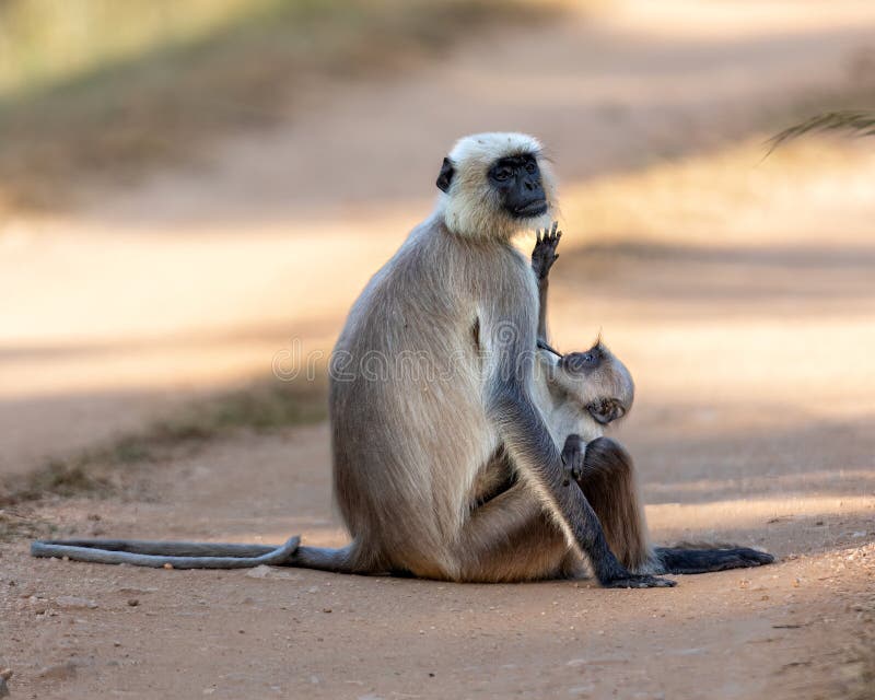 The black-footed gray langur (Semnopithecus hypoleucos) is an Old World monkey, one of the species of langurs. Found in southern India, this, like other gray langurs, is a leaf-eating monkey. Semnopithecus hypoleucos stock images, royalty-free photos and pictures