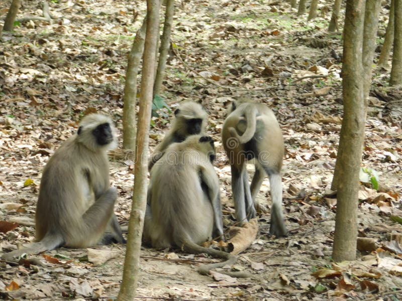 Gray langur close up , indian monkey, black face monkey, face close up. Red face monkey stock images, royalty-free photos and pictures