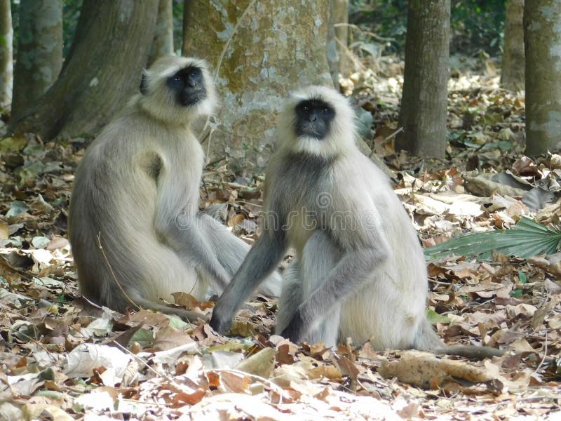 Gray langur close up , indian monkey, black face monkey, face close up. Red face monkey stock images, royalty-free photos and pictures