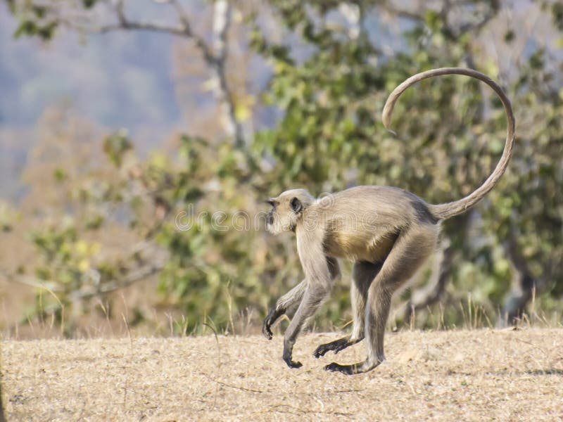 Gray Langur (Semnopithecus hypoleucos) running in the forest of Madhya Pradesh. Semnopithecus hypoleucos stock images, royalty-free photos and pictures