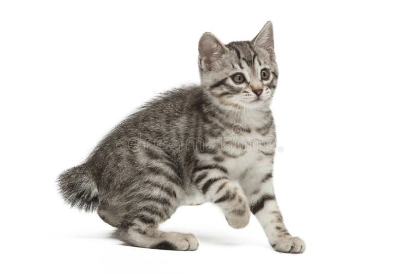 Gray little kitten isolated on white background.