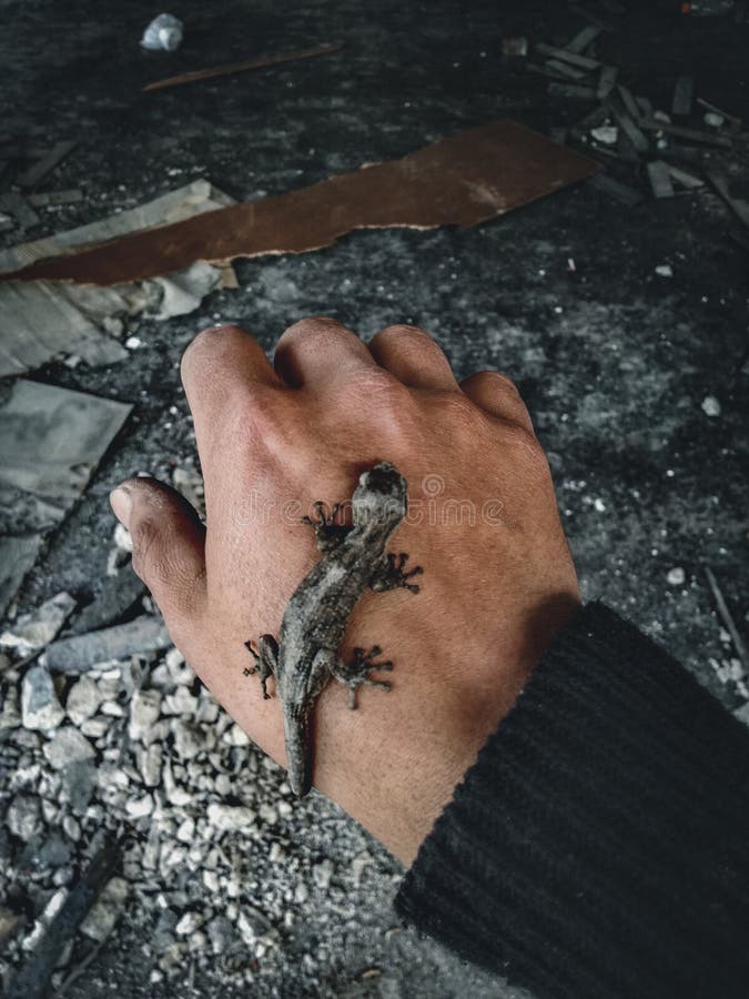 Gray lizard stock images