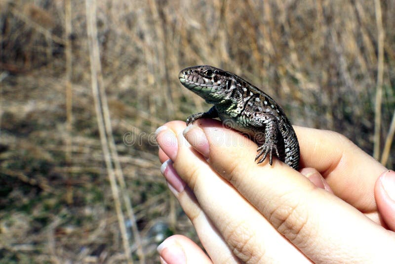 Gray lizard in the hands royalty free stock photo