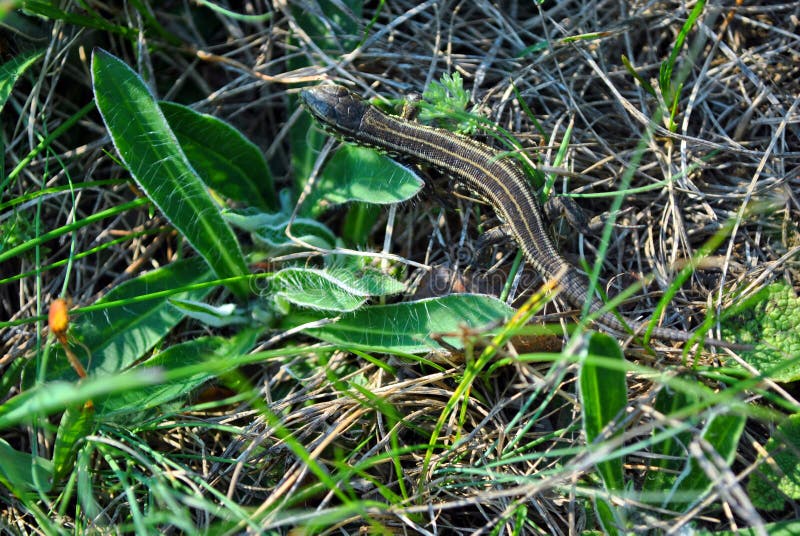 Gray lizard hide in gray grass, leaves, macro close up detail, soft blurry bokeh stock photo
