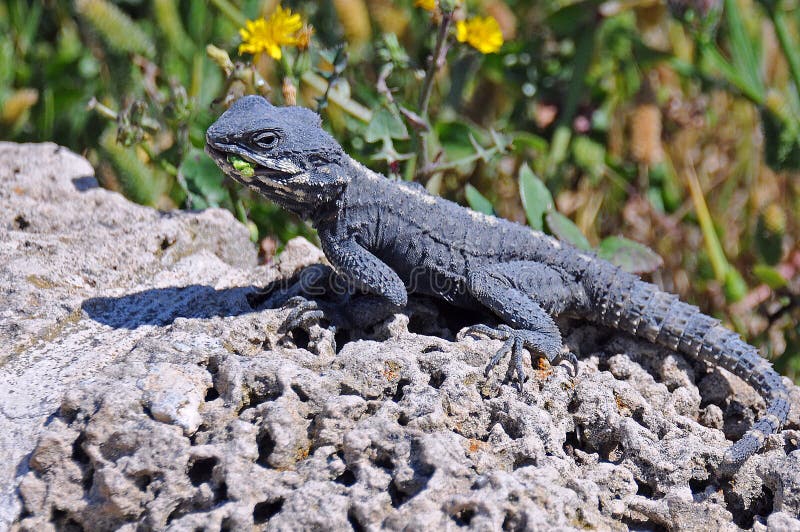 Gray lizard royalty free stock image