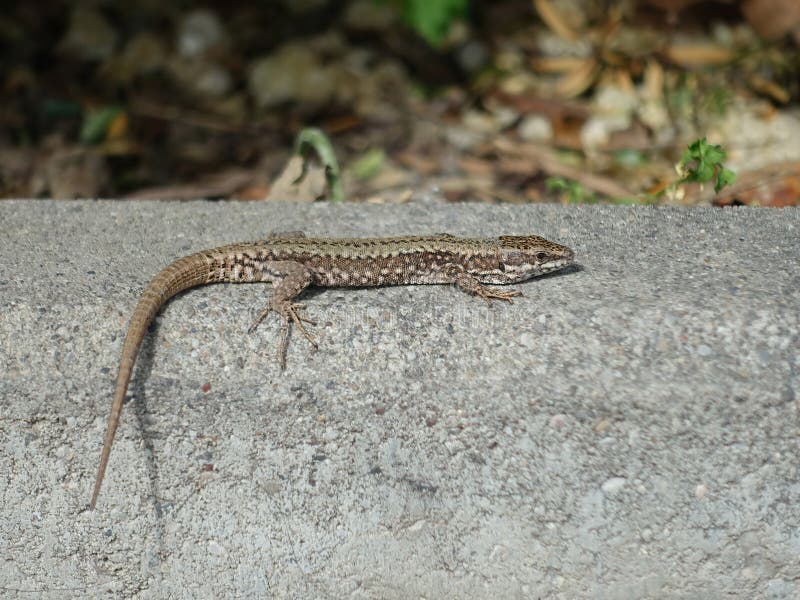 Gray lizard on a stone curb near the plants stock image
