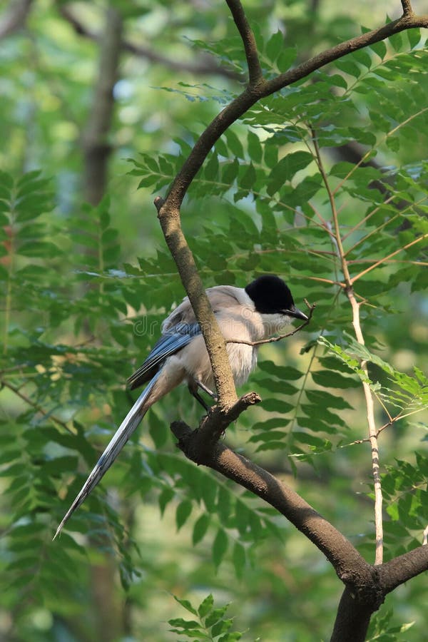 Gray magpie stock photo. Image of forest, group, magpie - 94512486