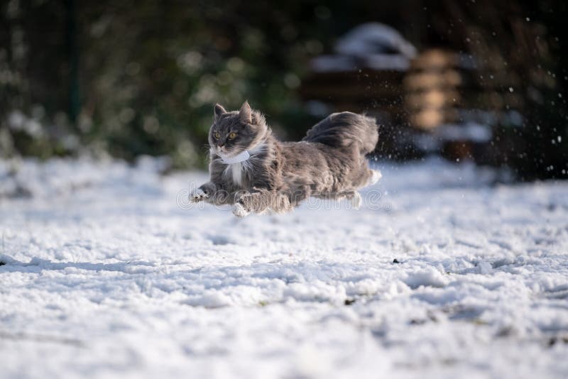 cat jumping running very fast on snow