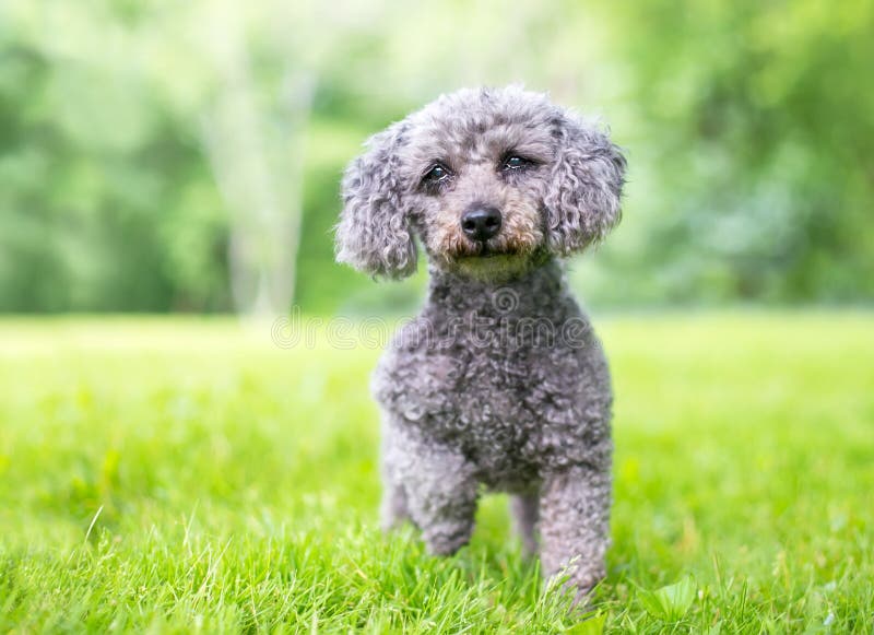 A Gray Miniature Poodle Mixed Breed Dog Outdoors Stock Photo