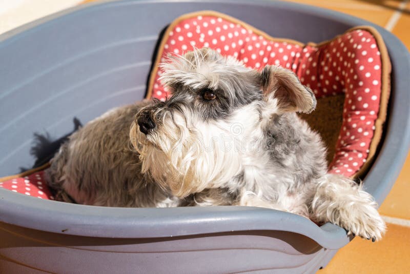 Gray Miniature Schnauzer Lying on His Bed Comfortably Stock Photo