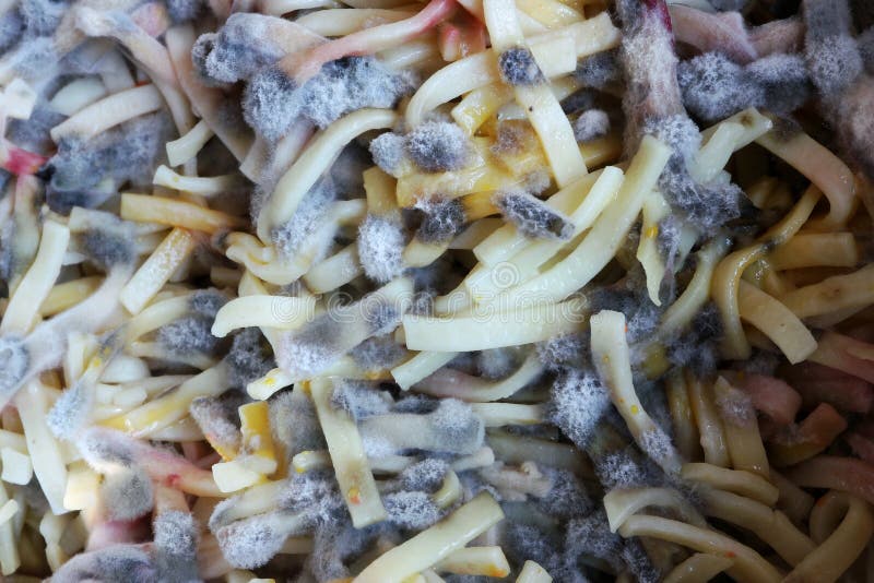 Gray Mold on Red Strawberries Stock Image Image of mould, waste