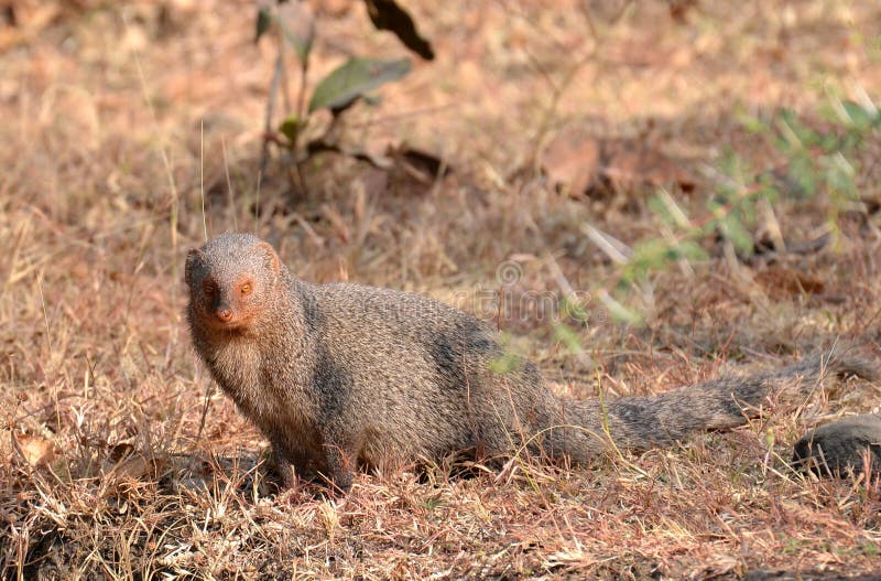 Gray Mongoose photo stock Gray Mongoose photo stock