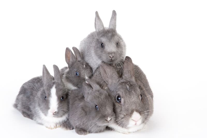 Gray mother rabbit with four bunnies