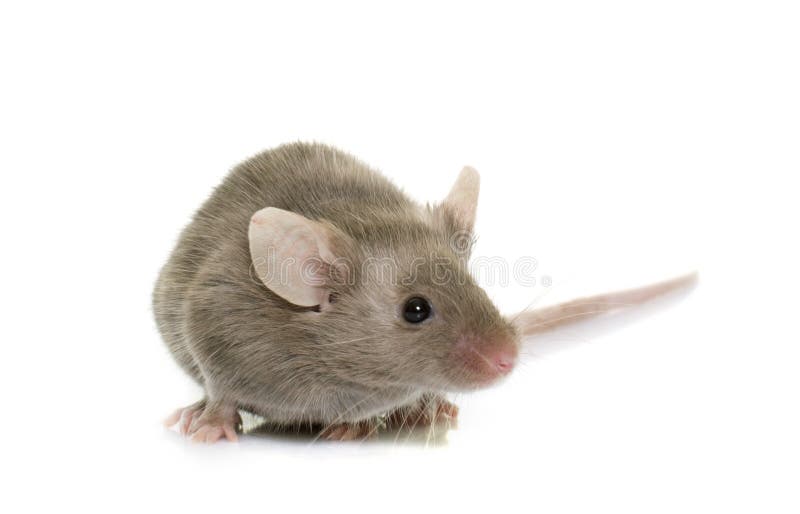 Gray mouse in studio stock image. Image of isolated, animal 81022019