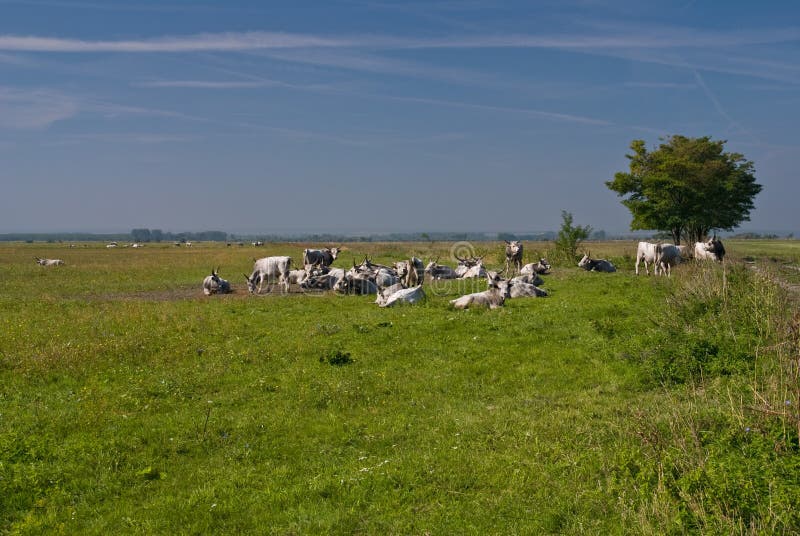 Gray neat at national park Fertő-Hanság,Hungary
