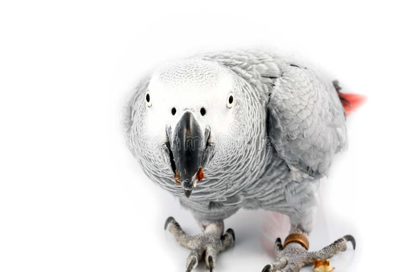 african grey bite