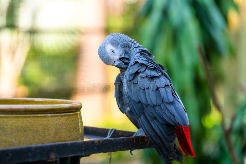 Jako Parrot stock photo. Image of garden, feathers, head 23659156