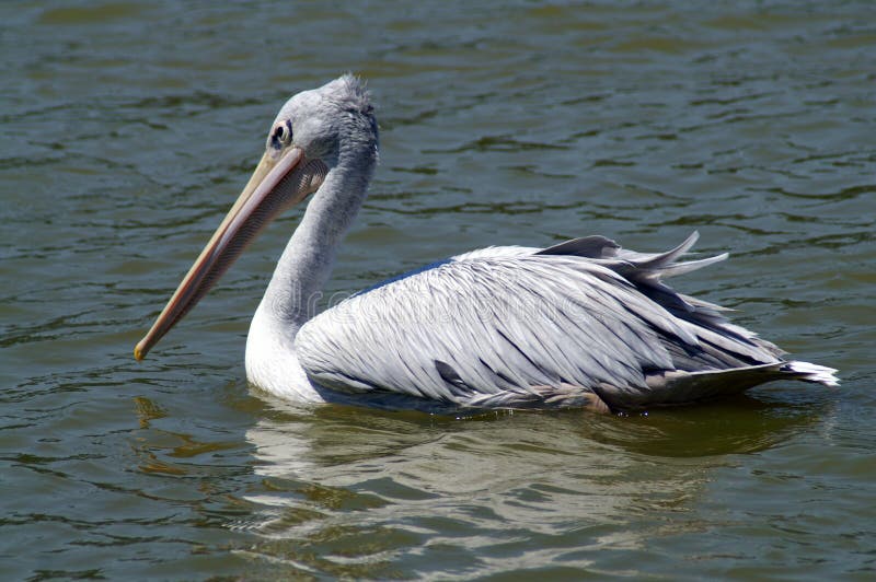 The spot-billed pelican or grey pelican