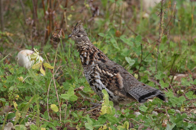 Ruffed grouse in the boreal forest in autumn royalty free stock photos
