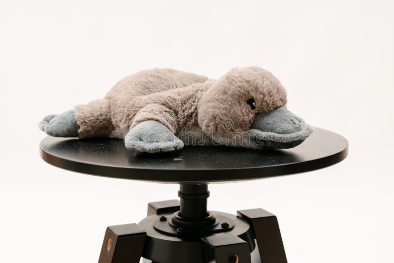 Gray Plush Platypus on Black Stool Against White Background. A soft gray plush platypus lies on a black stool, set against a clean white background. The toy& x27;s fuzzy texture and