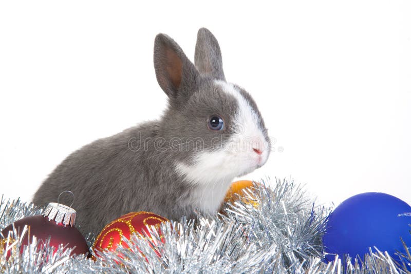 Gray rabbit and christmas decoration, isolated