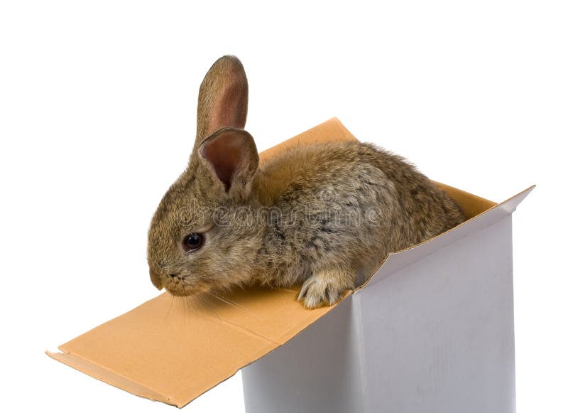 Gray Rabbit Climbing Out from the Box Stock Image Image of small