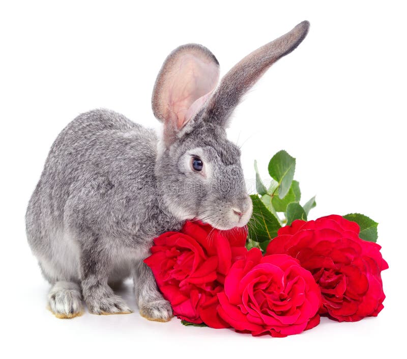 Red roses. stock photo. Image of stinging, passion, closeup 60803944