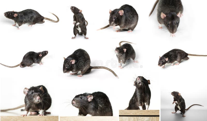 Gray rat in different poses