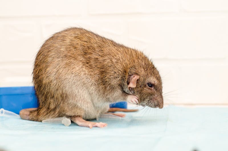packrat exam packrat exam